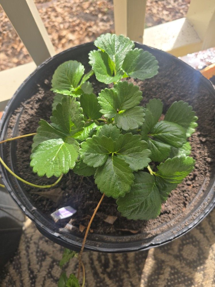 Strawberry plant Everbearing (Large)