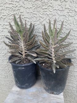 Kalanchoa 🪴 Plant