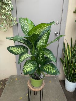 Dieffenbachia Tropic Snow Dumb Cane House Plant 8” Pot