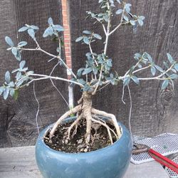 Bonzai Olive Tree Roots Are Exposing $55