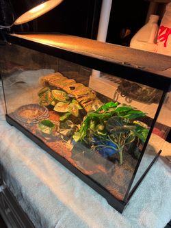 10 Gallon Reptile Terrarium with Heat Lamp & Accessories