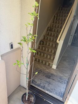 Pear 🍐 tree