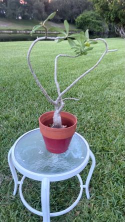 🌸 Beautiful Pink Desert Rose (Adenium) – Large Potted Plant – $45