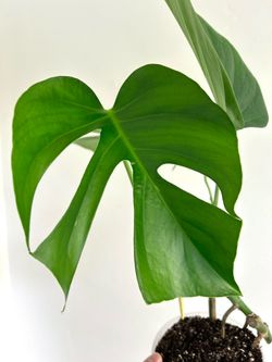 Monstera Sierrana