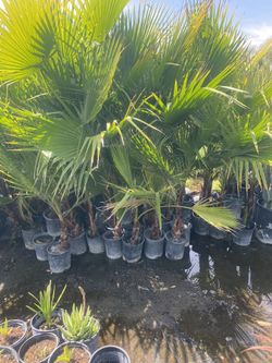 $5 Mexican Fan Palms 