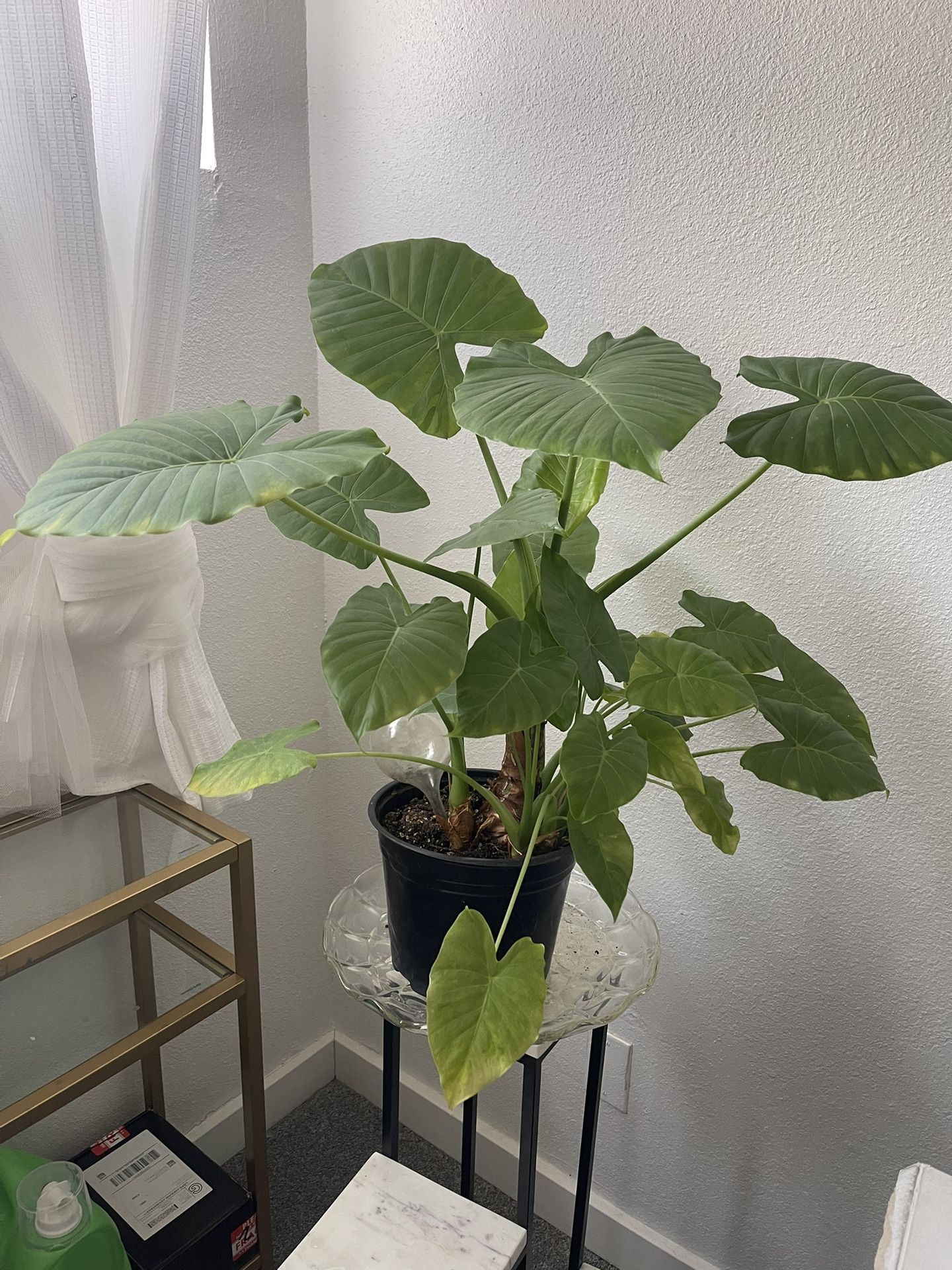Alocasia Plant