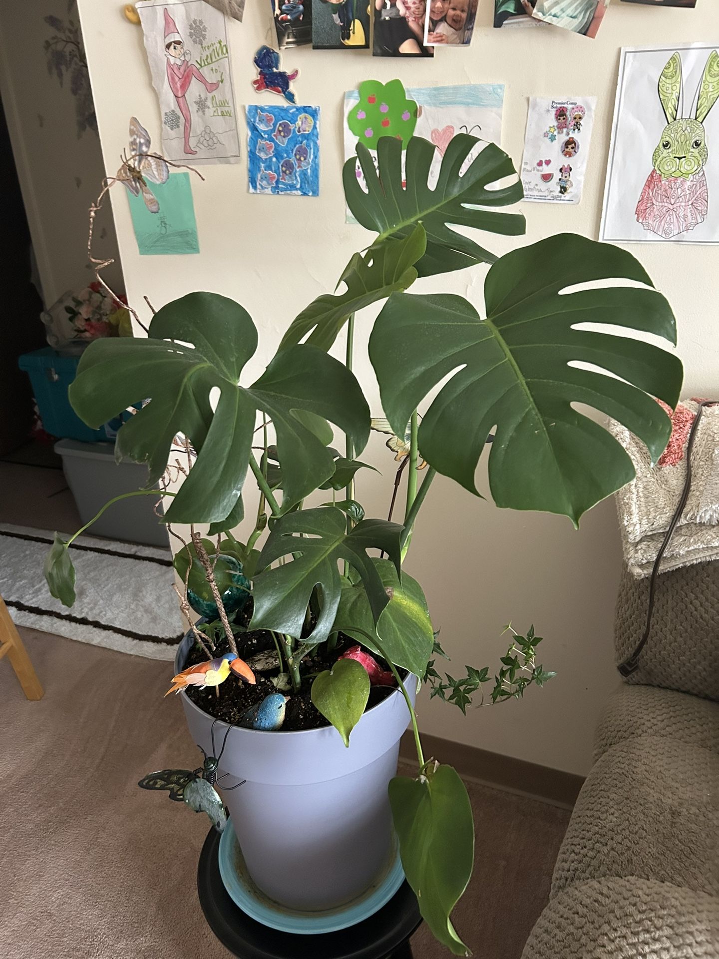 2large Plants One Is A Swiss Cheese Plant And Other Has Two Plants Mixed