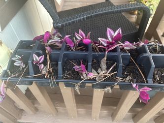 Wandering Jew Plant 