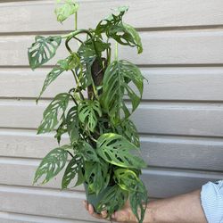 6” monstera swiss cheese