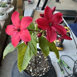 I Gallon Pot Jatropha 