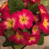 Nahid