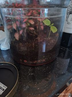 fittonia(nerve plant) terrarium