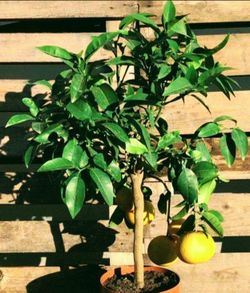 Grapefruit Trees