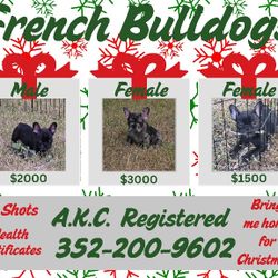Toy Frenchies 