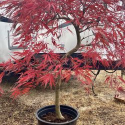 Japanese Maple Tree