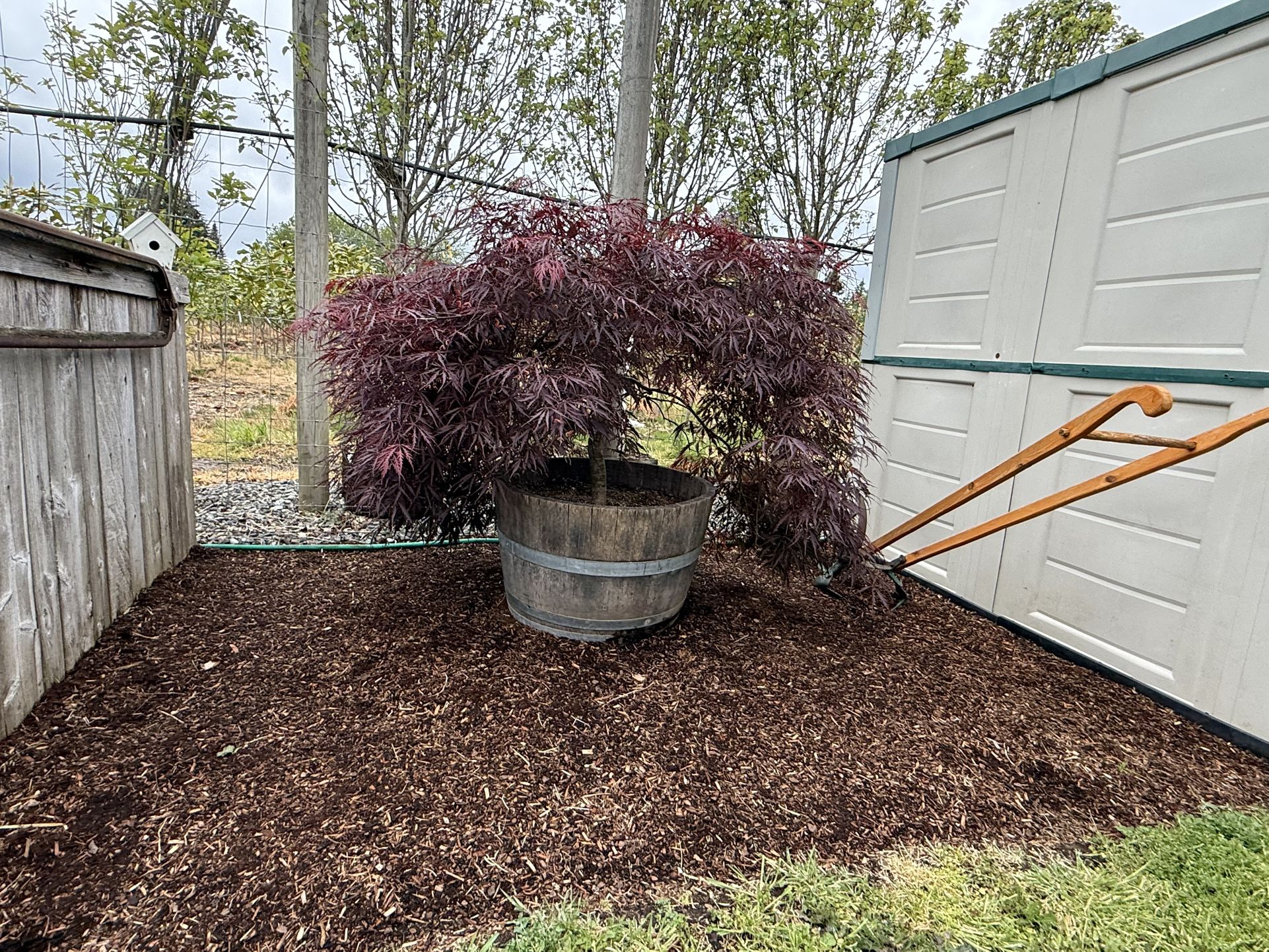 Beautiful, very large Japanese maple and a whiskey barrel over 10 feet wide