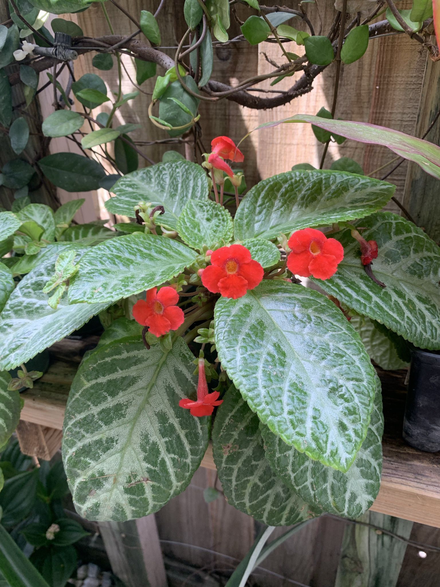 Flame violet /Episcia cupreata/perennial plant / Begonia Cubana/succulent/ Exotic Plant/ Home And garden Decir/flowers Plant
