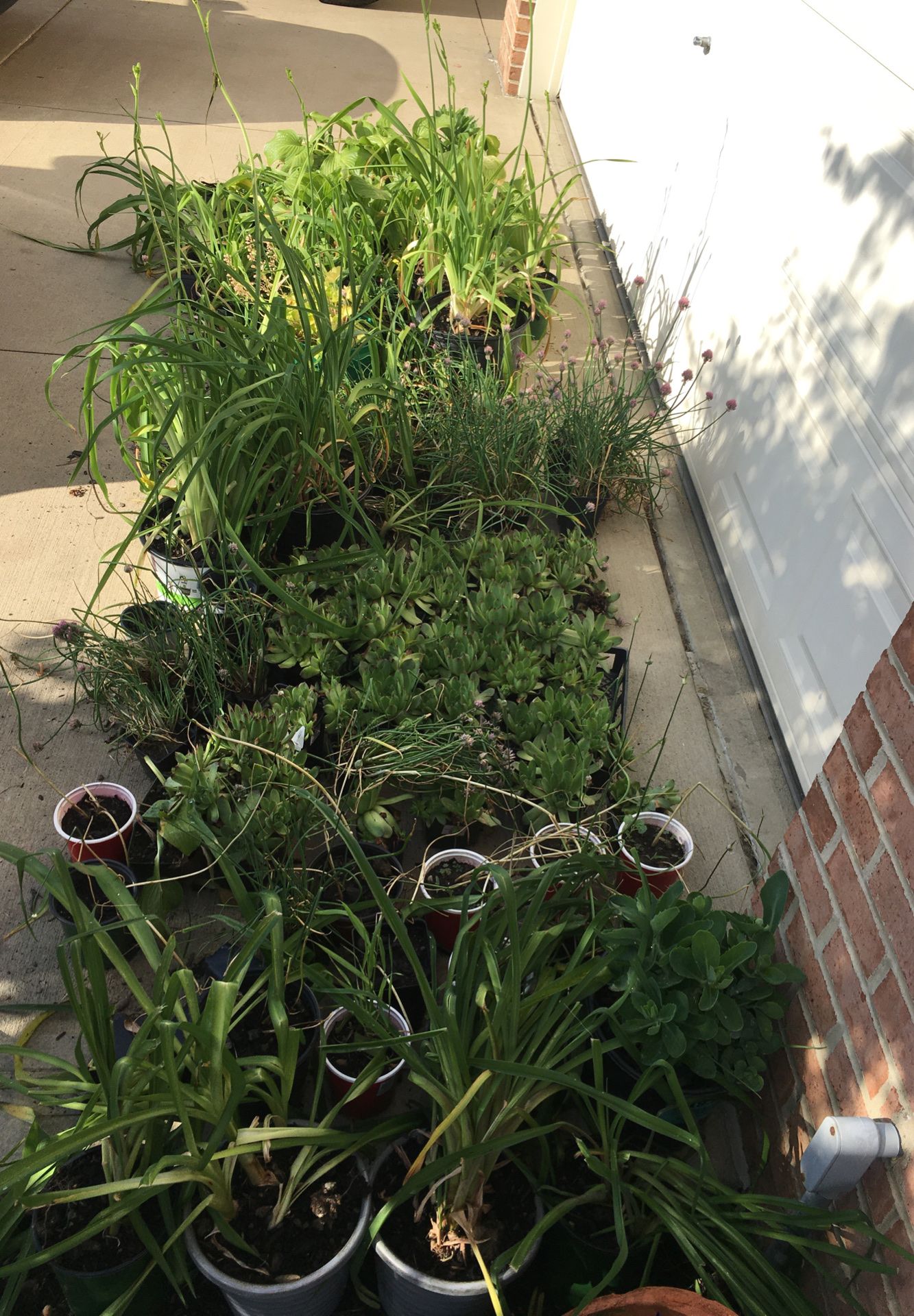 Asst plants, chives, leeks, day lilies, Autumn sedum also have ornamental grasses and mint. Joy little gem succulents