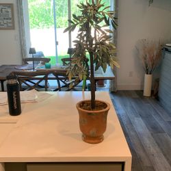 Olive Decor 