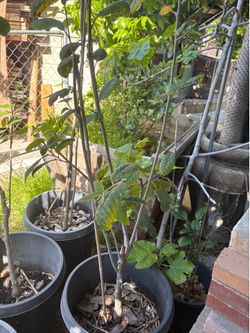 Cherimoya Tree