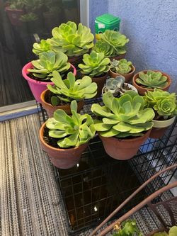 Succulent Plants