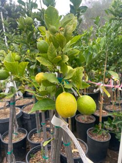 5 Gallon Size- Fruiting Age- Orange Trees- Lemon Trees- Lime Trees- Grapefruit Trees- Tangerine Trees