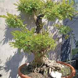 Pink Powder Puff Bonsai in Terra-cotta pot