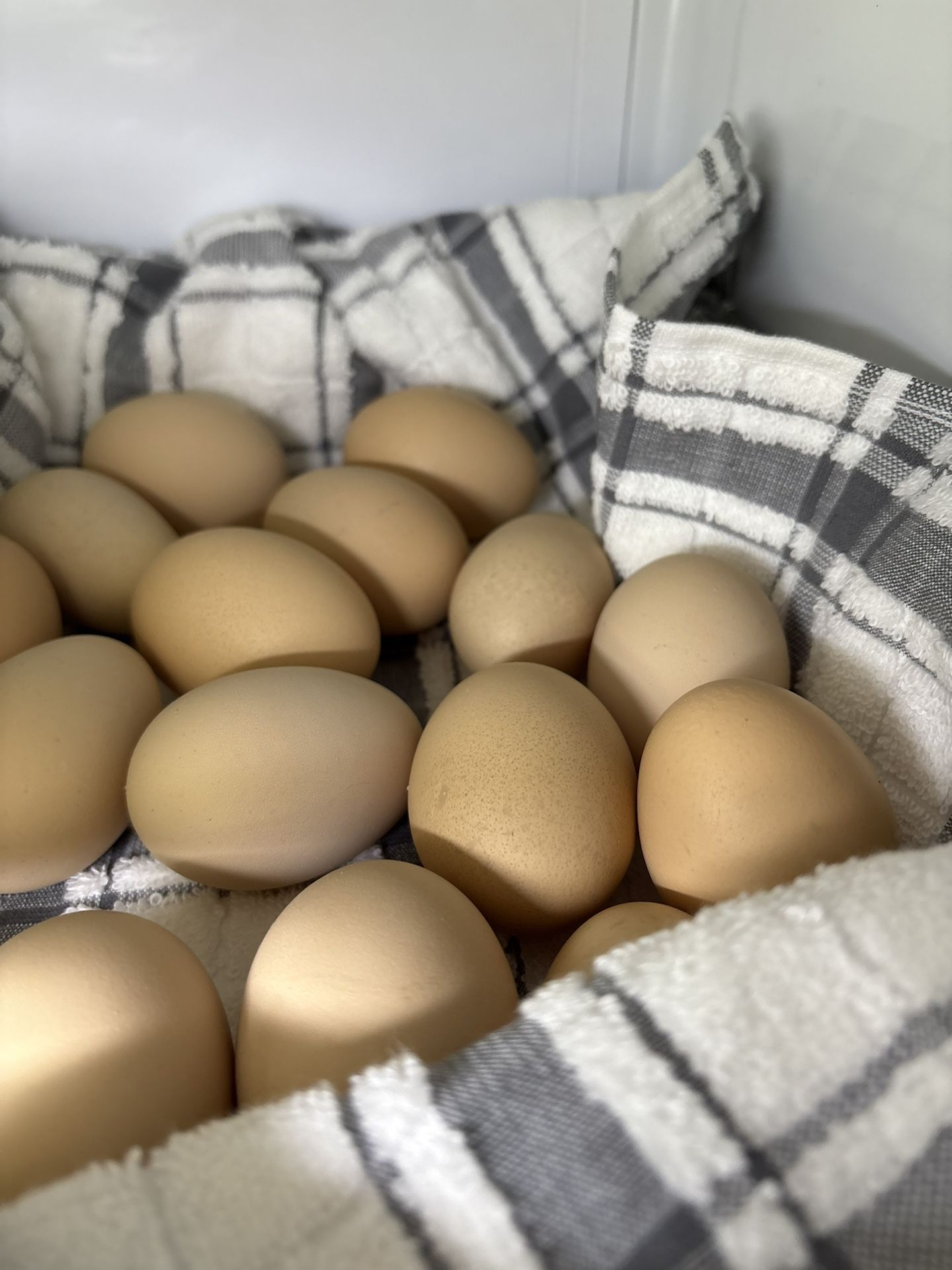 Chicks