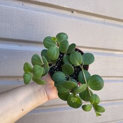 4” peperomia hope