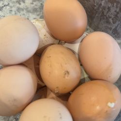 Chicken EGGS For Sale