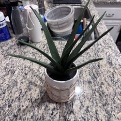 15” Artificial Aloe in Ceramic + Wicker Pot