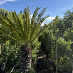 24 Gallon Sago Palm 