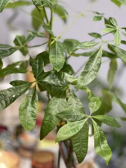 Pachera Braided Money Plants In 4 Inches Pot