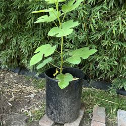 Fig