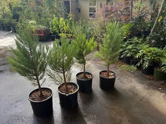 Nice giant sequoia trees —