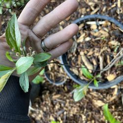 All Kind Of Plants; Fruit Trees, Veggie, Ground Cover, Shrubs, Berry Bushes, Etc