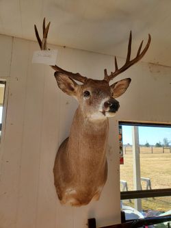 Deer Mount