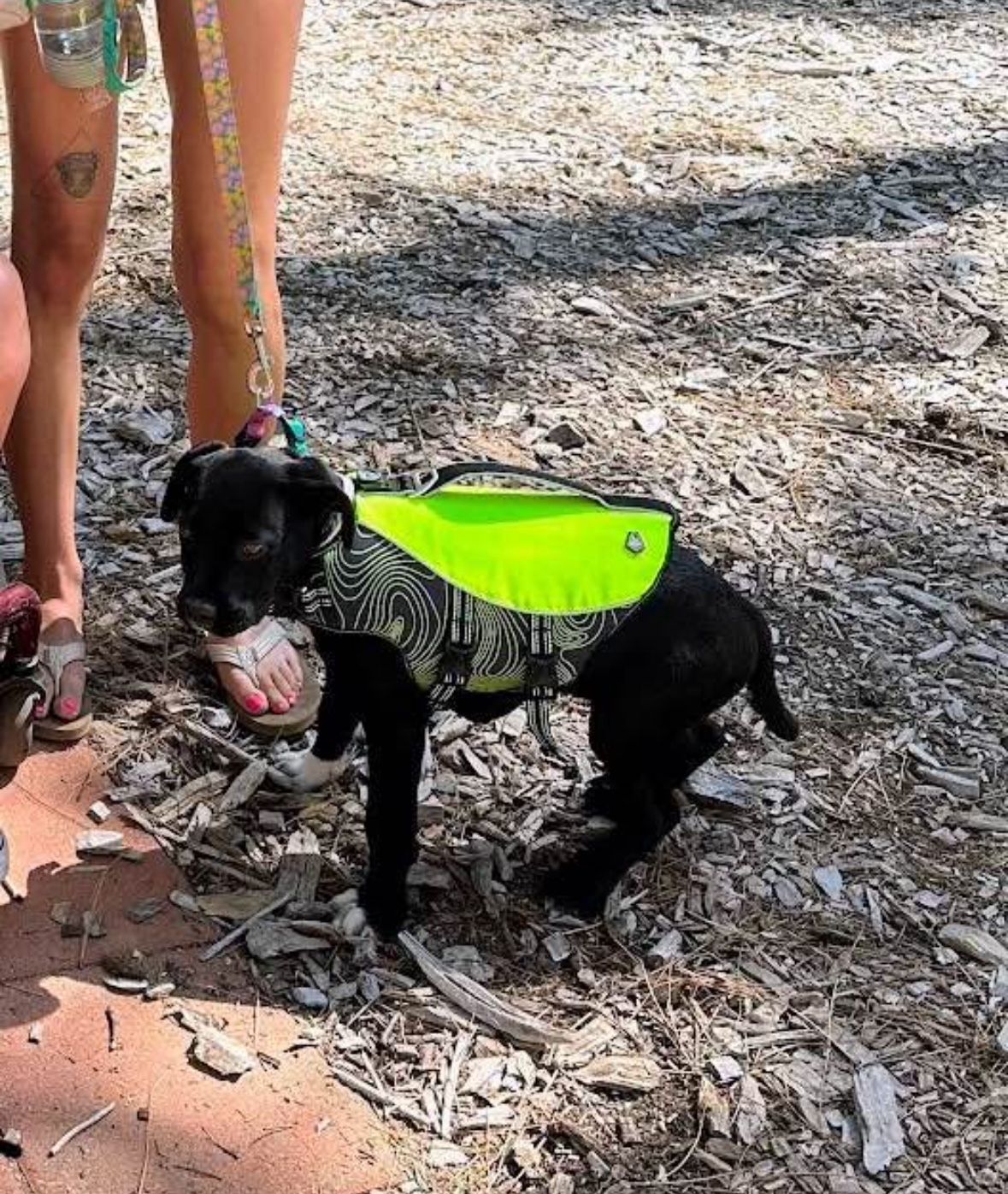Small Dog Reflective Life Jacket Vest