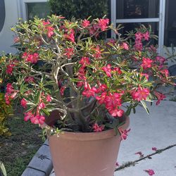 Baby Red Desert Rose Plants