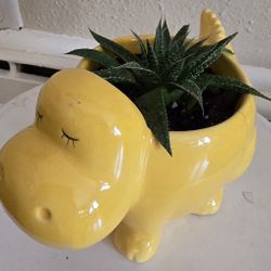 Succulent In A Cute Hippo Ceramic Planter With New Baby Plant Growing $7. Pick-up In Aurora.