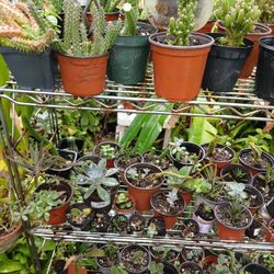 Cacti And Succulent Houseplant 