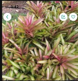 Bromeliads