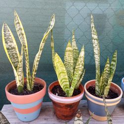 Plants 