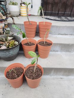 Plumeria's Potted