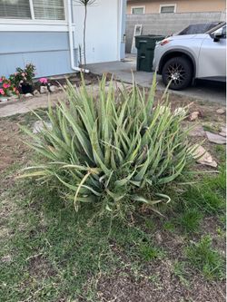 Aloe Vera plants