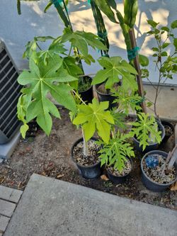 Papaya Tree