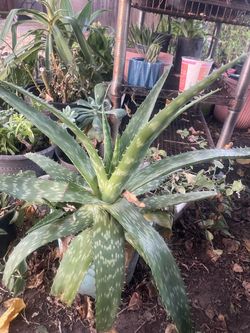 Plant for garden