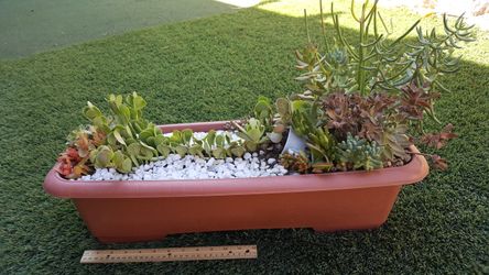 Succulent arrangements