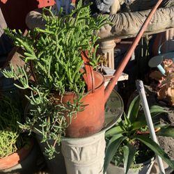 Plant In Metal Jaír Container.