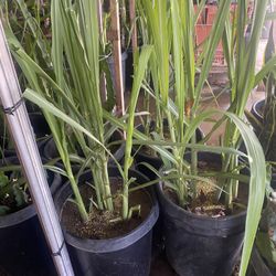 Sugar Cane Plant For Sale